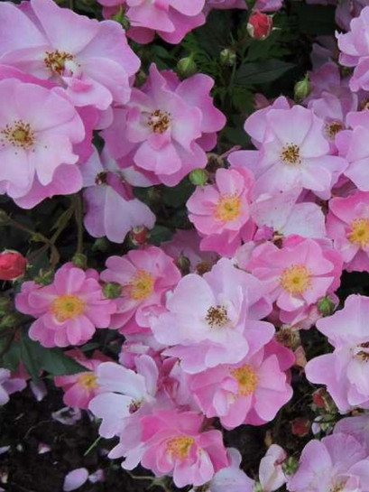 róze okrywowe Lavender Dream