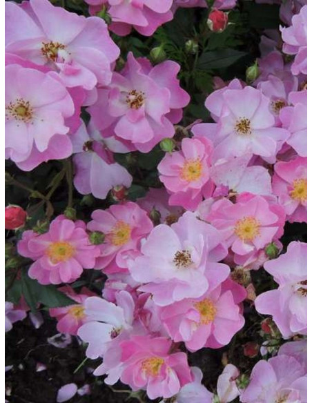 róze okrywowe Lavender Dream