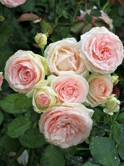 pnąca Róża SABRINA®