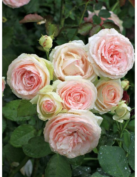 pnąca Róża SABRINA®