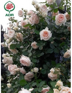 Róża pnąca SABRINA®