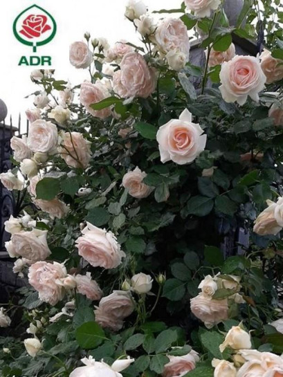 Róża pnąca SABRINA®