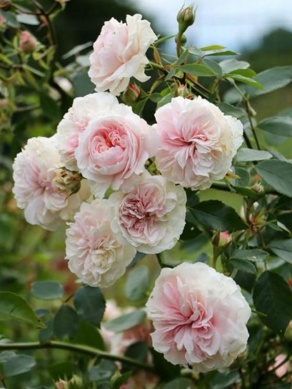 SABRINA® Róża pnąca