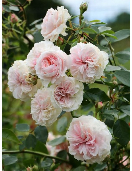 SABRINA® Róża pnąca