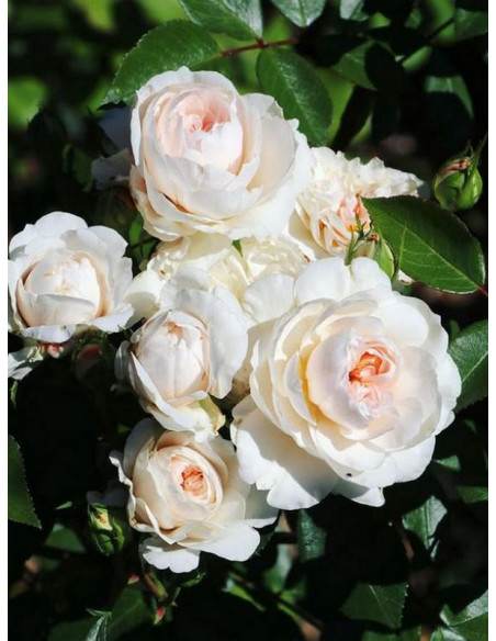 SABRINA® pnąca Róża