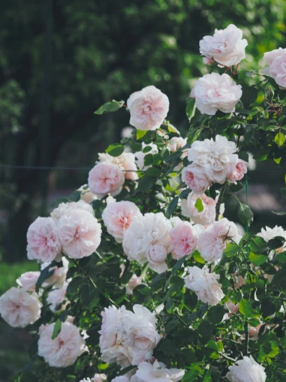 Róża pnąca SABRINA®