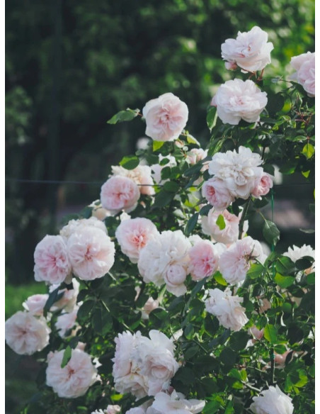 Róża pnąca SABRINA®