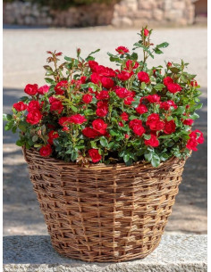 Róża miniaturowa ZEPETI®