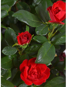 Róża miniaturowa ZEPETI® 2