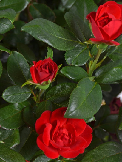 ZEPETI® Róża miniaturowa