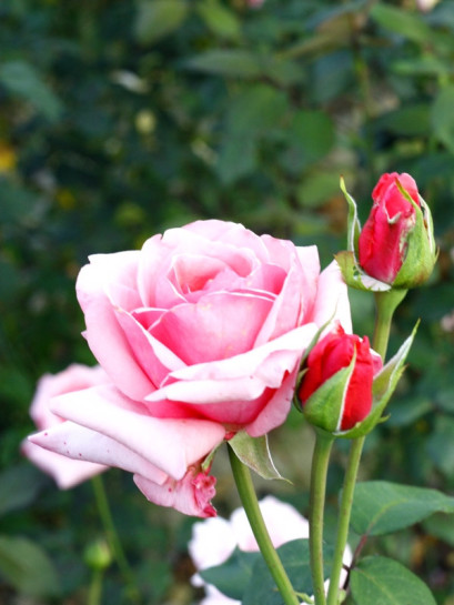 roze wielkokwiatowe carina