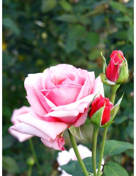 roze wielkokwiatowe carina