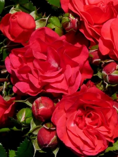 miniaturowa Róża ZEPETI®