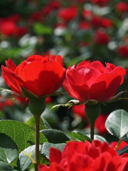 ZEPETI® miniaturowa Róża