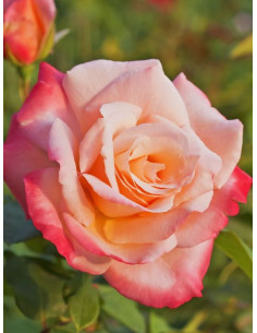 Róża wielkokwiatowa LAETITIA CASTA 2