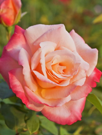 LAETITIA CASTA Róża wielkokwiatowa