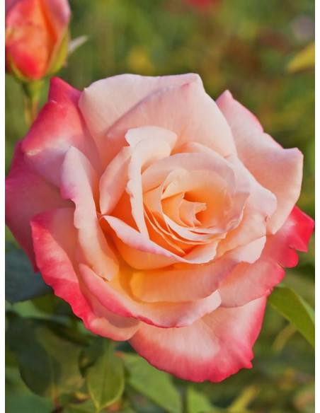 LAETITIA CASTA Róża wielkokwiatowa