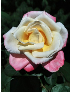 Róża wielkokwiatowa LAETITIA CASTA