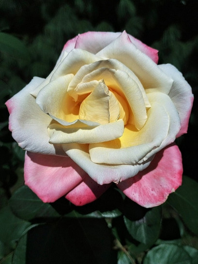 Róża wielkokwiatowa LAETITIA CASTA