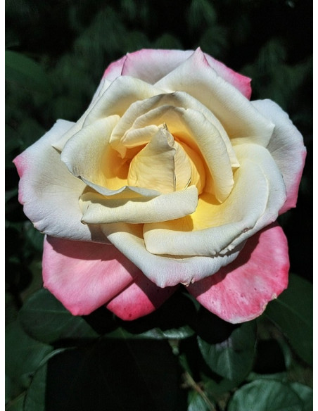 Róża wielkokwiatowa LAETITIA CASTA