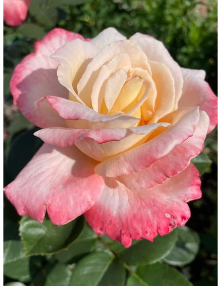 wielkokwiatowa Róża LAETITIA CASTA