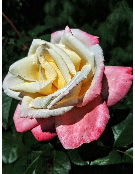 LAETITIA CASTA® róża wielkokwiatowa