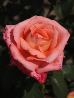 róża herbaciana folklore 2