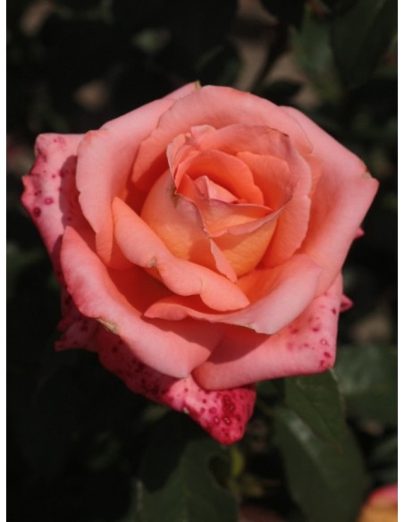 folklore róża wielkokwiatowa