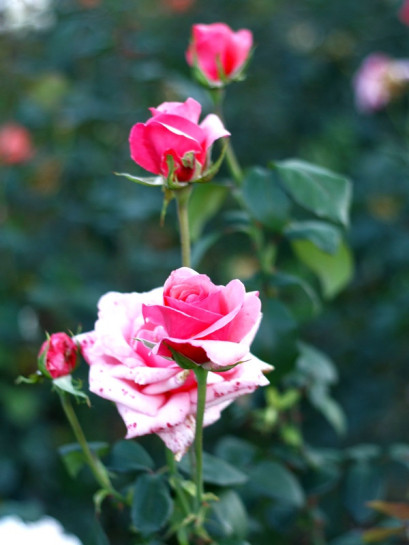 carina roze wielkokwiatowe