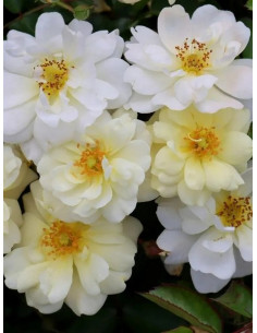 Róża okrywowa IVORY DRIFT