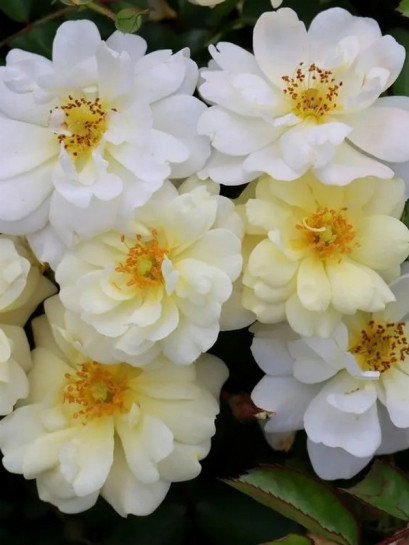 Róża okrywowa IVORY DRIFT