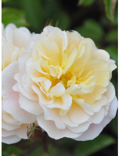 Róża okrywowa IVORY DRIFT 2