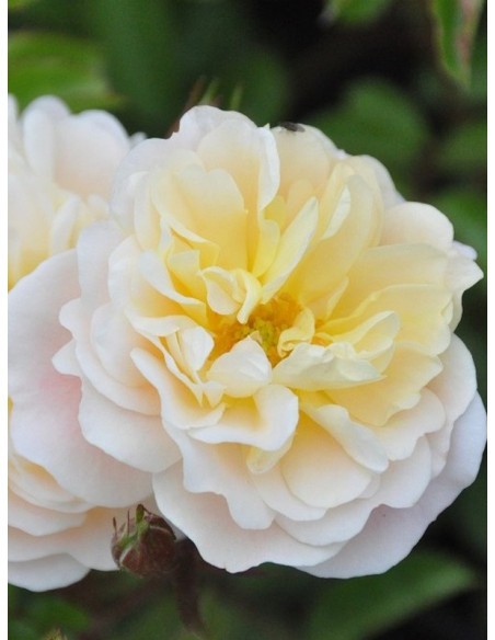 IVORY DRIFT Róża okrywowa