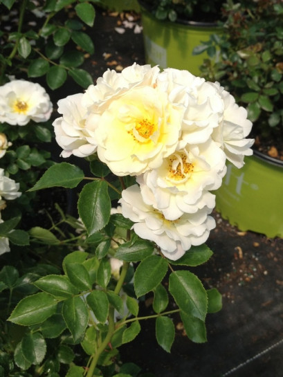 okrywowa Róża IVORY DRIFT