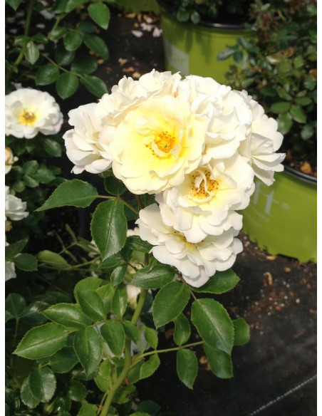 okrywowa Róża IVORY DRIFT