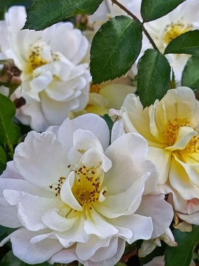 IVORY DRIFT okrywowa Róża