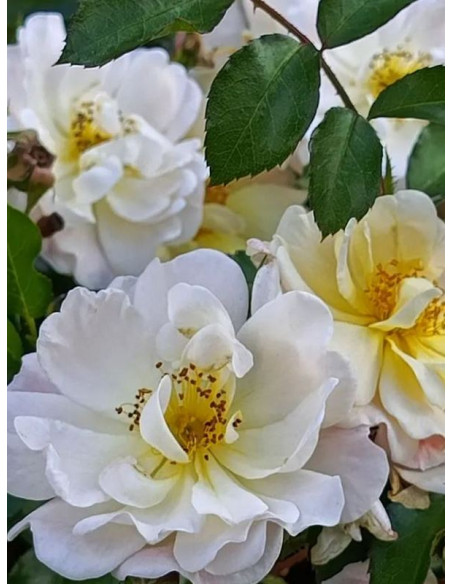 IVORY DRIFT okrywowa Róża