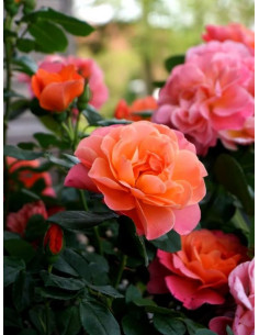 róża miniaturowa SUGAR CANDY ROSE