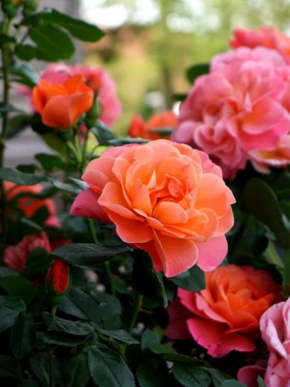 róża miniaturowa SUGAR CANDY ROSE