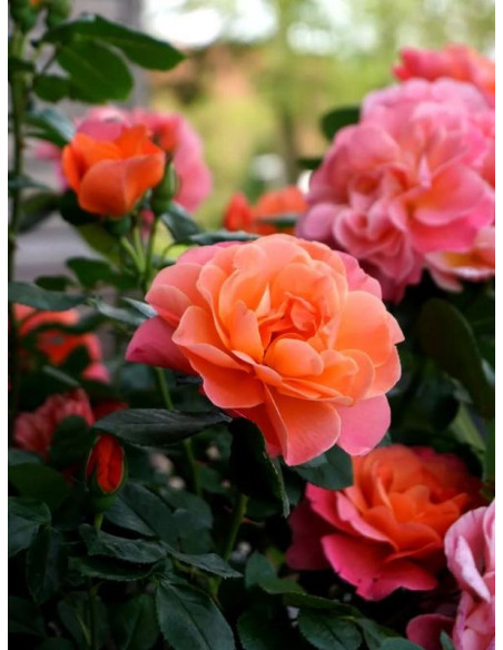 róża miniaturowa SUGAR CANDY ROSE