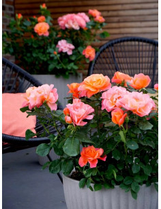 róża miniaturowa SUGAR CANDY ROSE 2