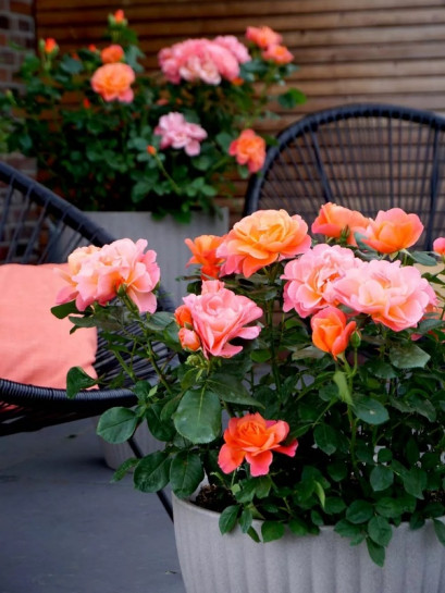 miniaturowa róża SUGAR CANDY ROSE