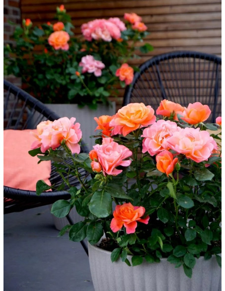 miniaturowa róża SUGAR CANDY ROSE