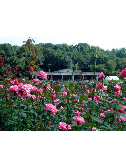 roza wielkokwiatowa różowa carina