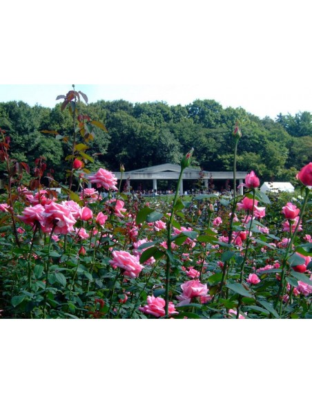 roza wielkokwiatowa różowa carina