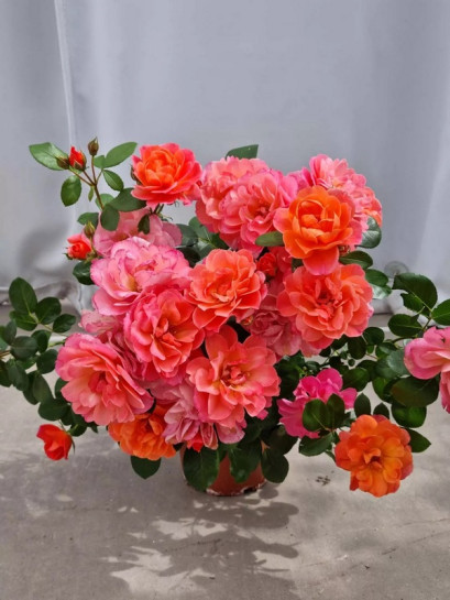 SUGAR CANDY ROSE róża miniaturowa