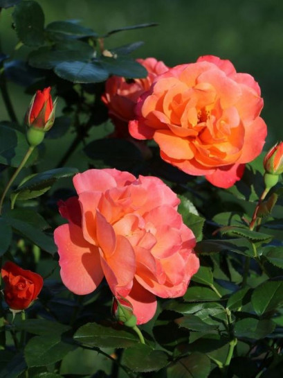 SUGAR CANDY ROSE miniaturowa róża