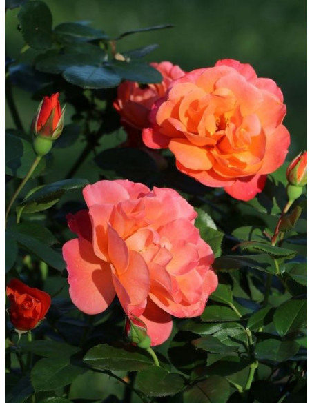 SUGAR CANDY ROSE miniaturowa róża