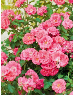 Róża okrywowa CORAL DRIFT®