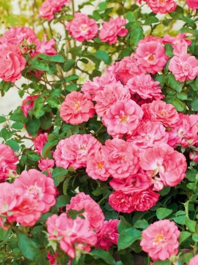 Róża okrywowa CORAL DRIFT®